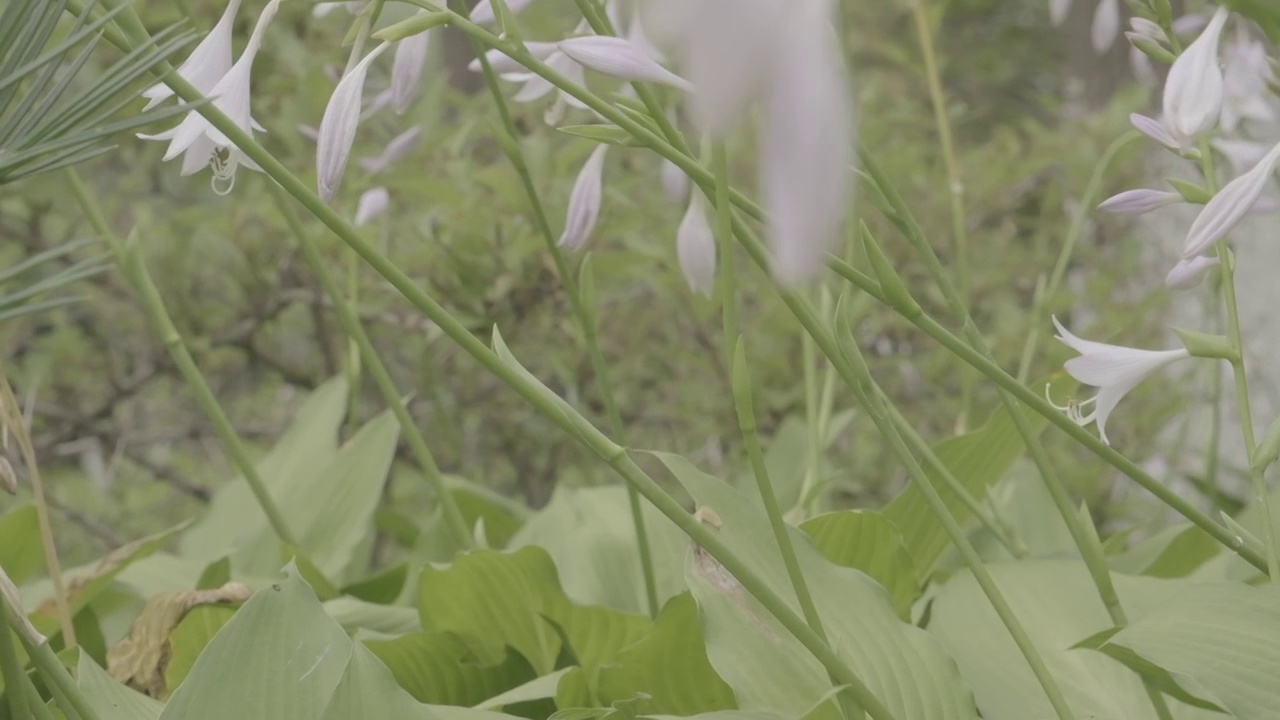 玉簪百合花轻轻摇曳视频素材