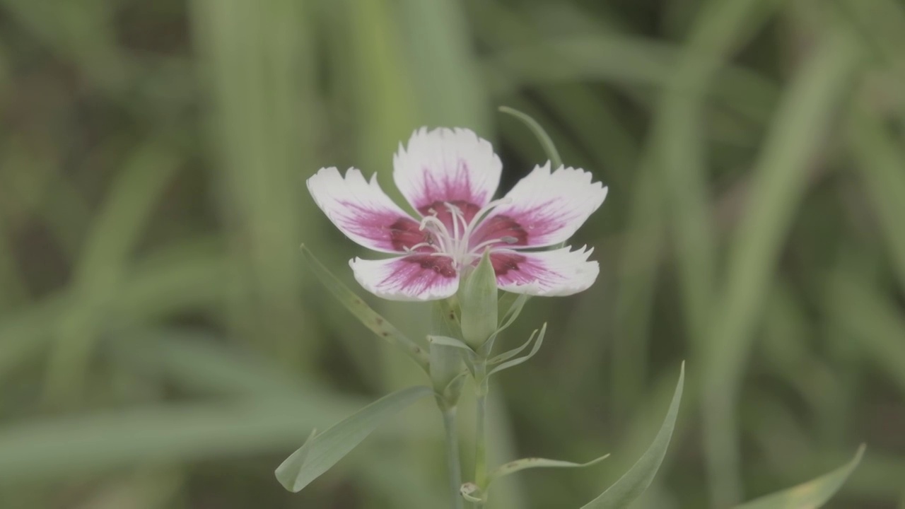 石竹花视频素材