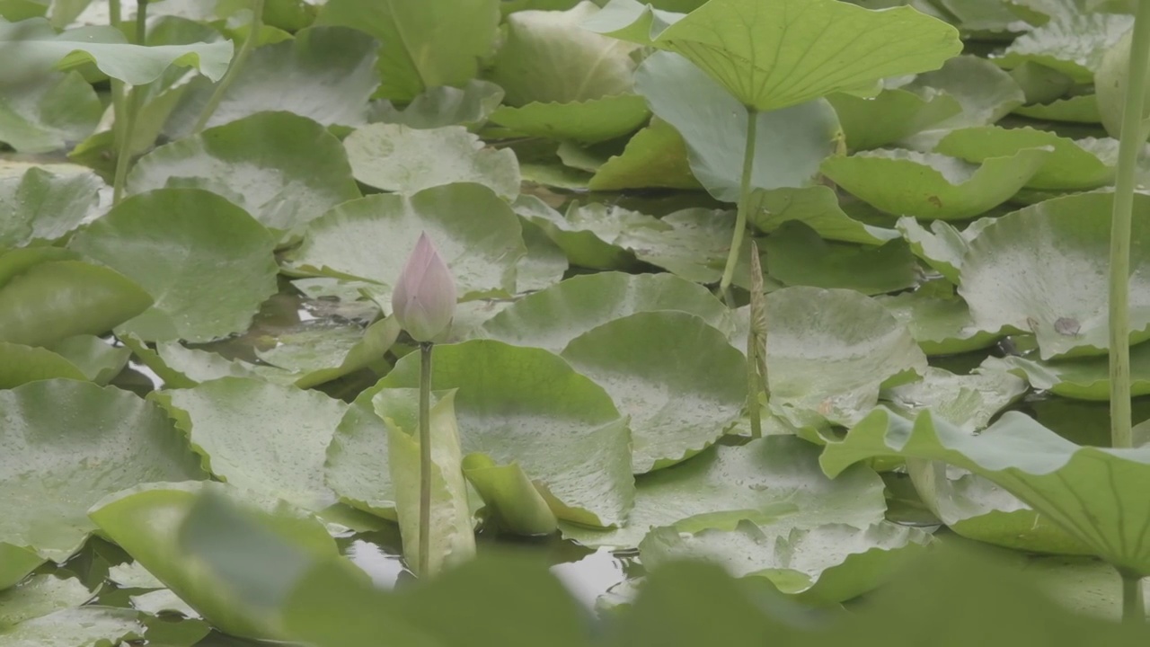 小荷才露尖尖角视频素材