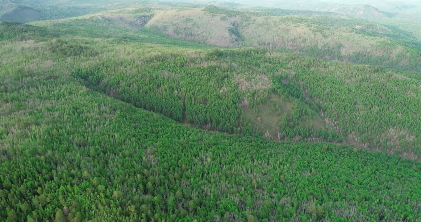 航拍大兴安岭林区早春绿色山林视频素材