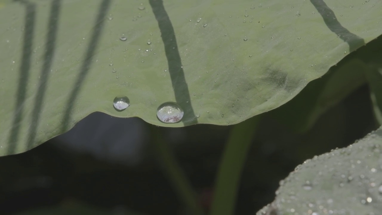 莲叶上的水滴视频素材