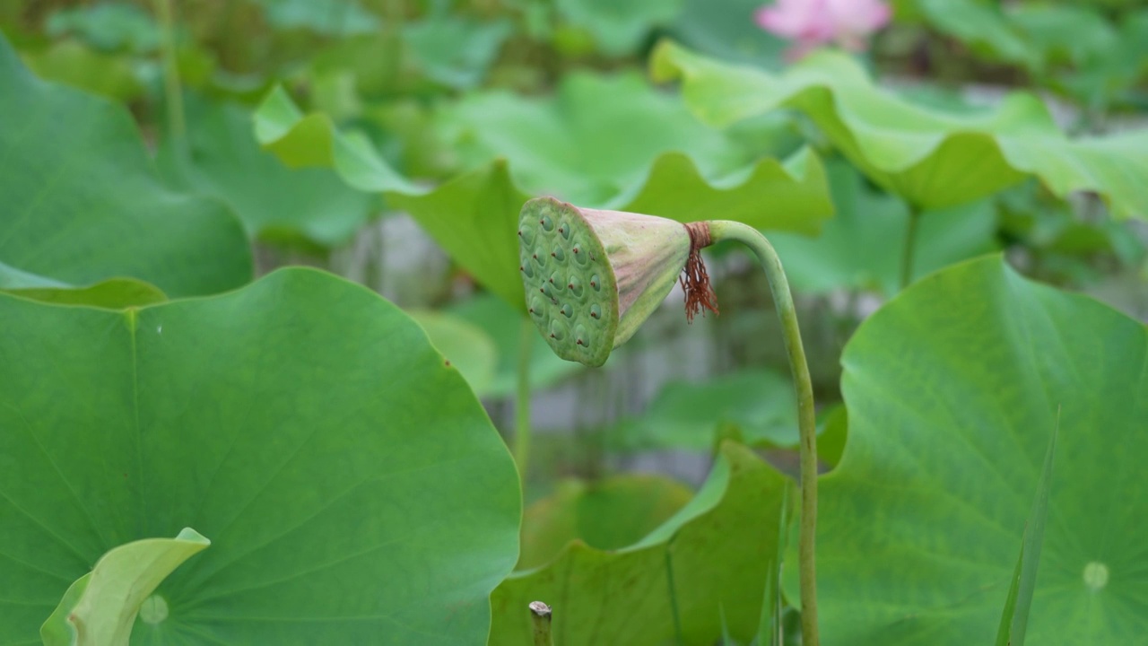 莲蓬视频素材