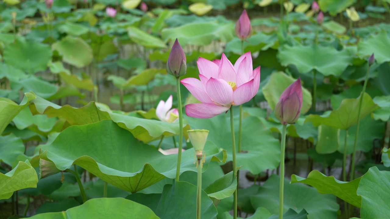 荷花视频素材