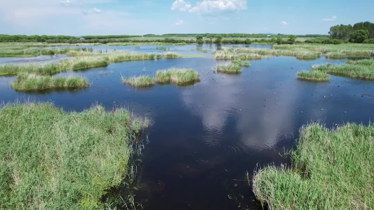 湿地视频素材