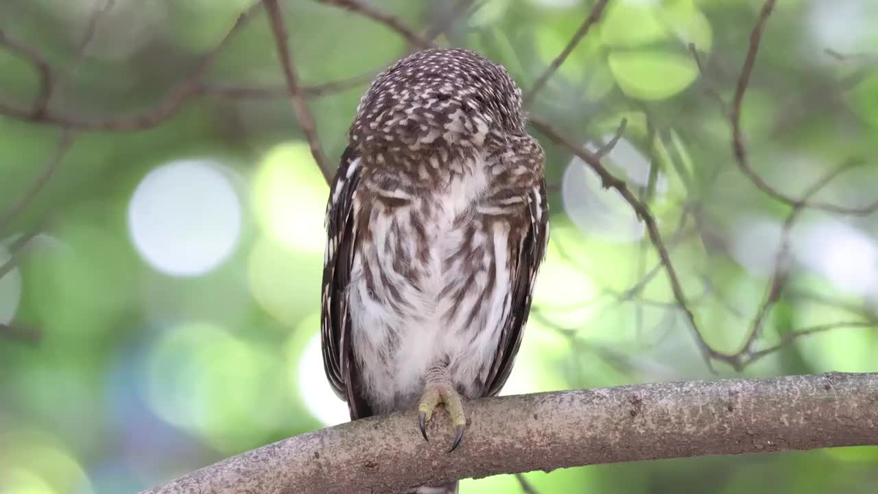 站在树枝上的萌宠猫头鹰视频素材