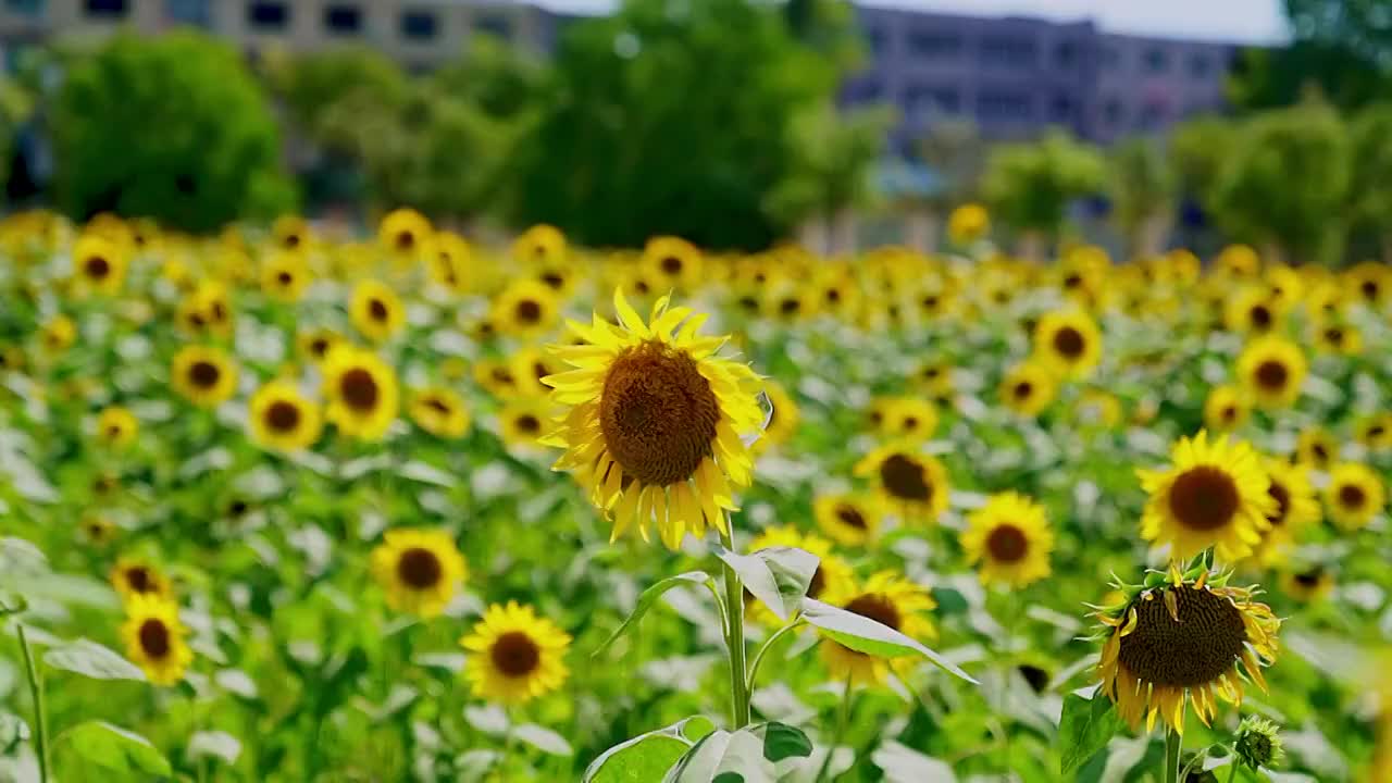 向日葵视频素材