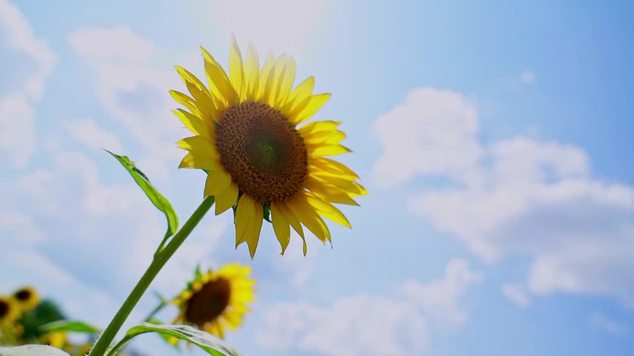 向日葵视频素材