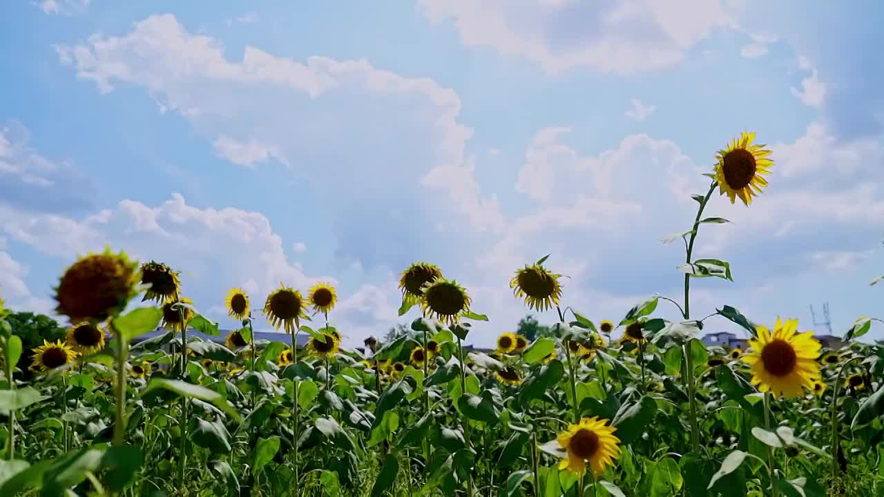 向日葵视频素材