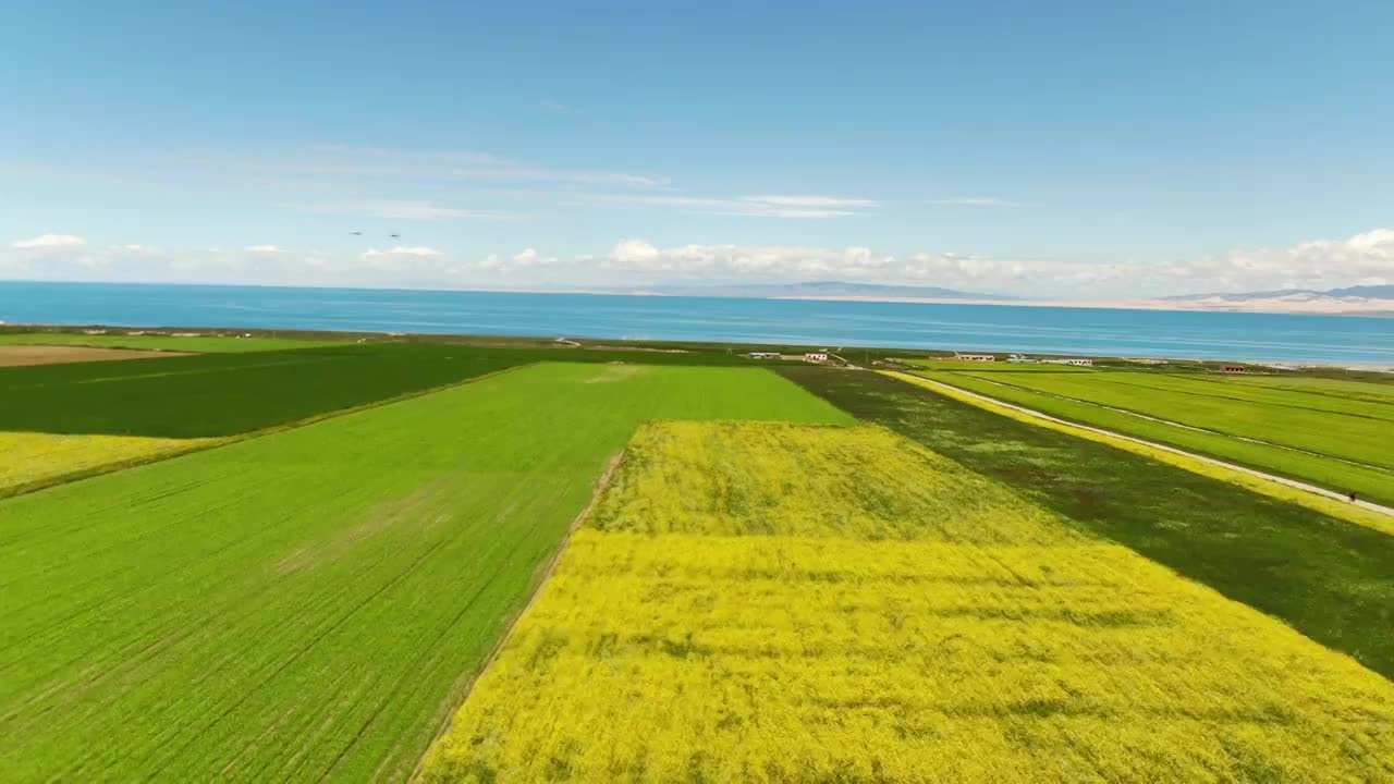 航拍中国青海湖和湖边的油菜花田视频素材