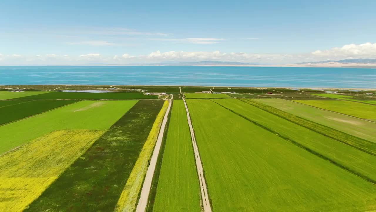 航拍中国青海湖和湖边的油菜花田视频素材