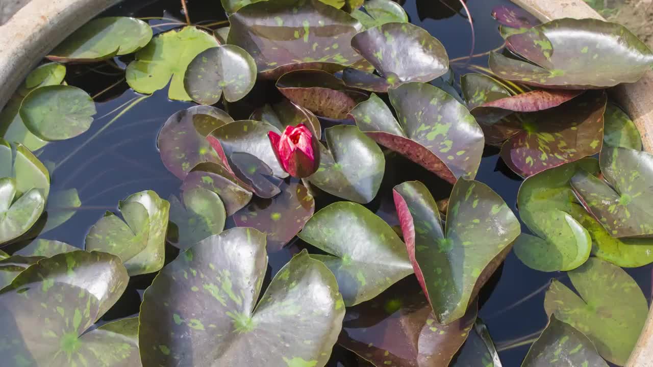 睡莲万维莎开花延时视频视频下载