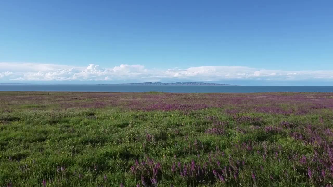 航拍中国青海省青海湖和湖边的紫色花海视频素材