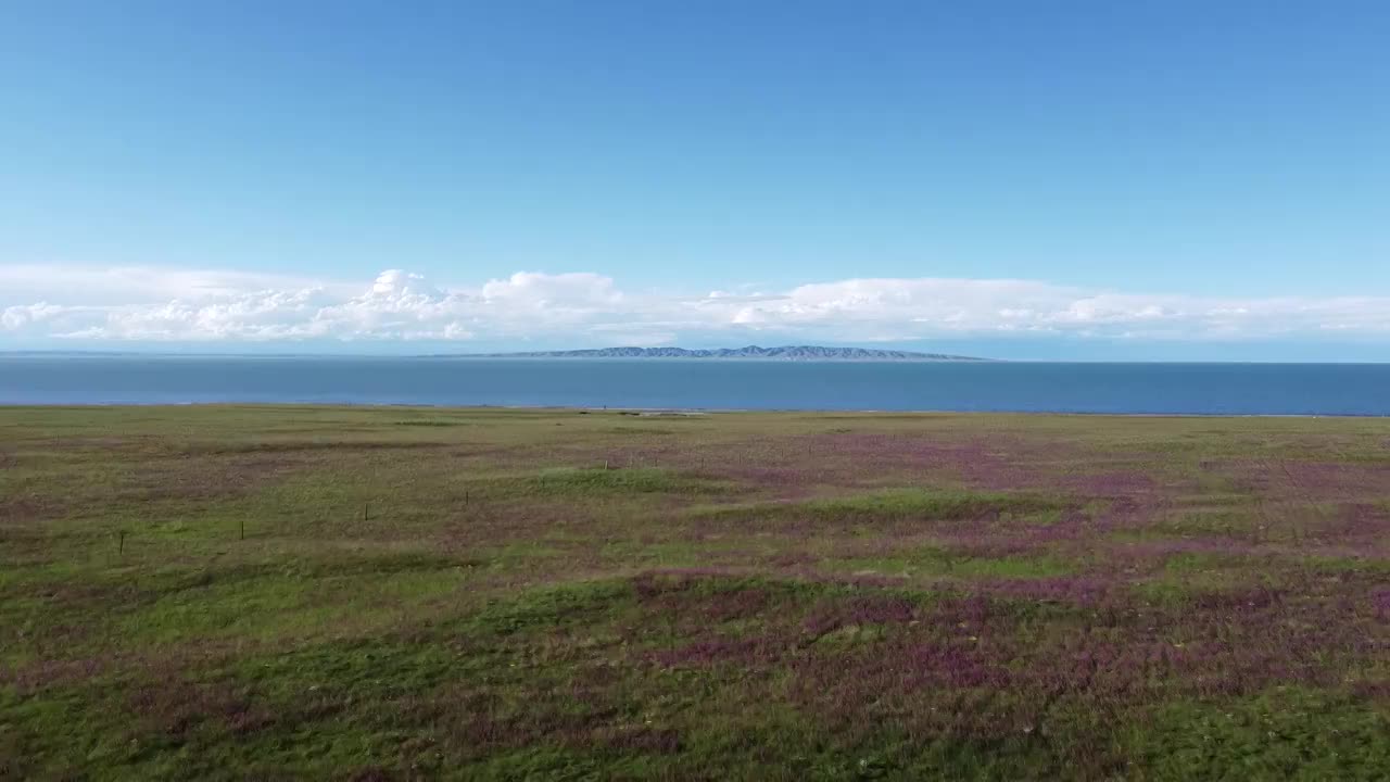 航拍中国青海省青海湖和湖边的紫色花海视频素材