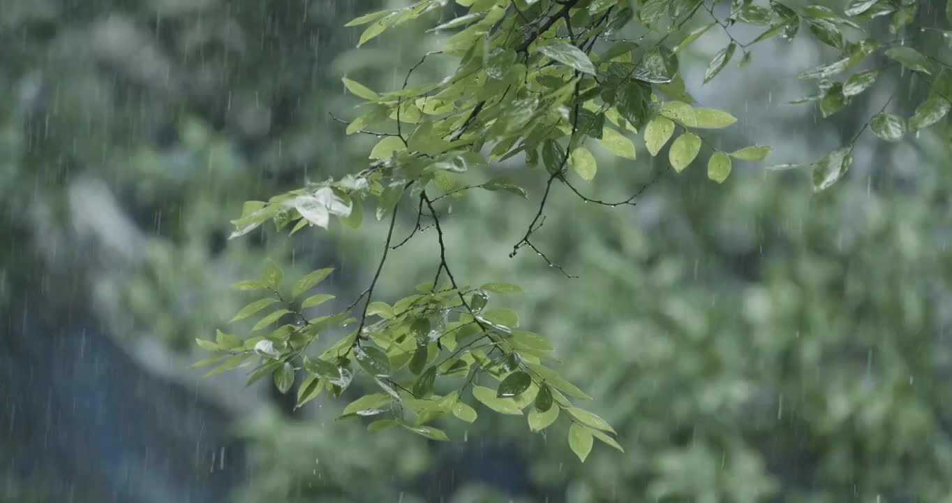 大雨中的树枝升格素材视频素材