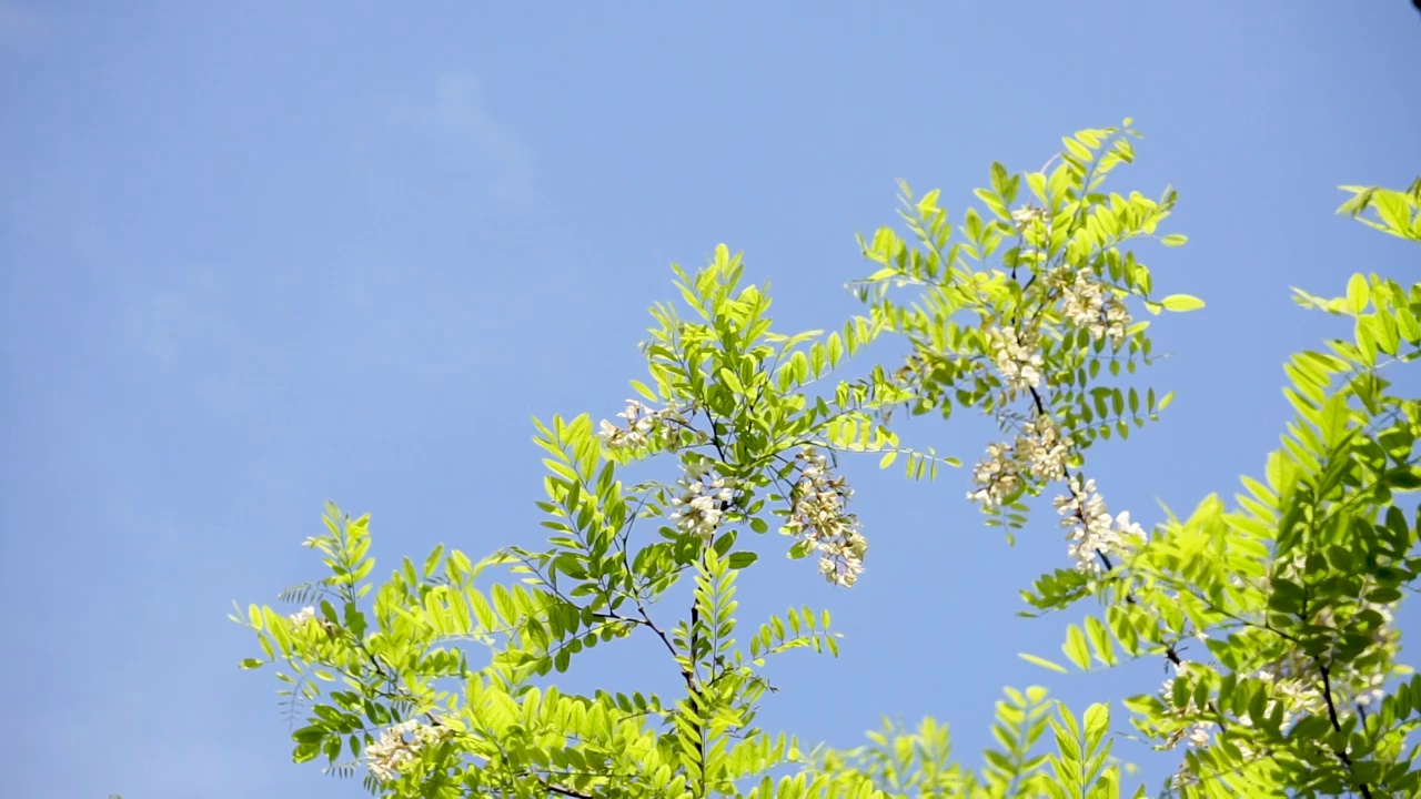 春天槐树槐花视频素材