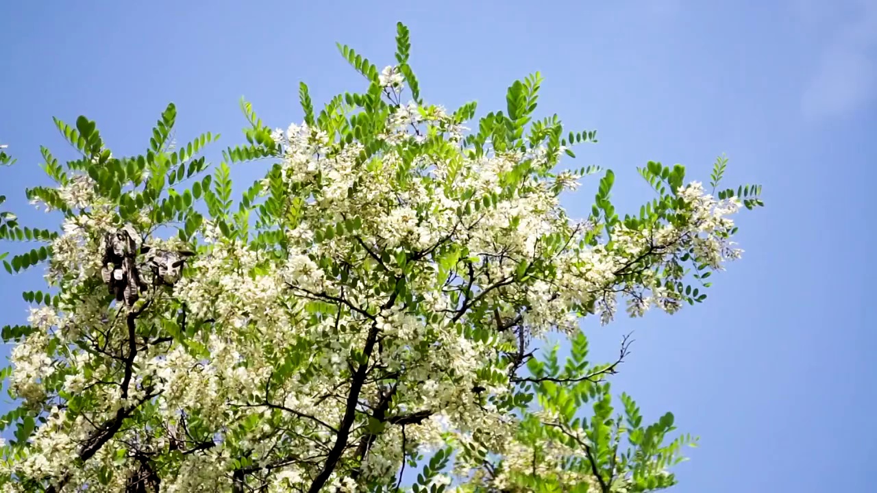 春天槐树槐花视频素材