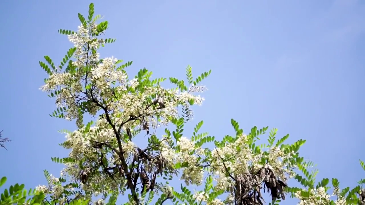 春天槐树槐花视频素材