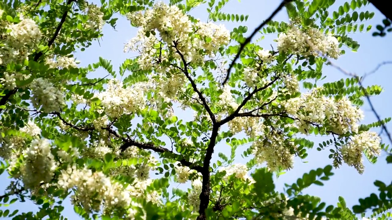 春天槐树槐花视频素材