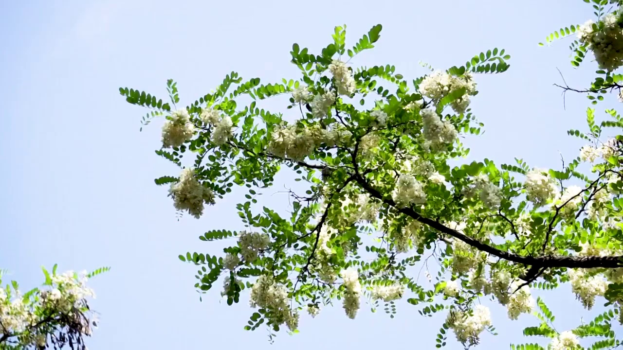 春天槐树槐花视频素材