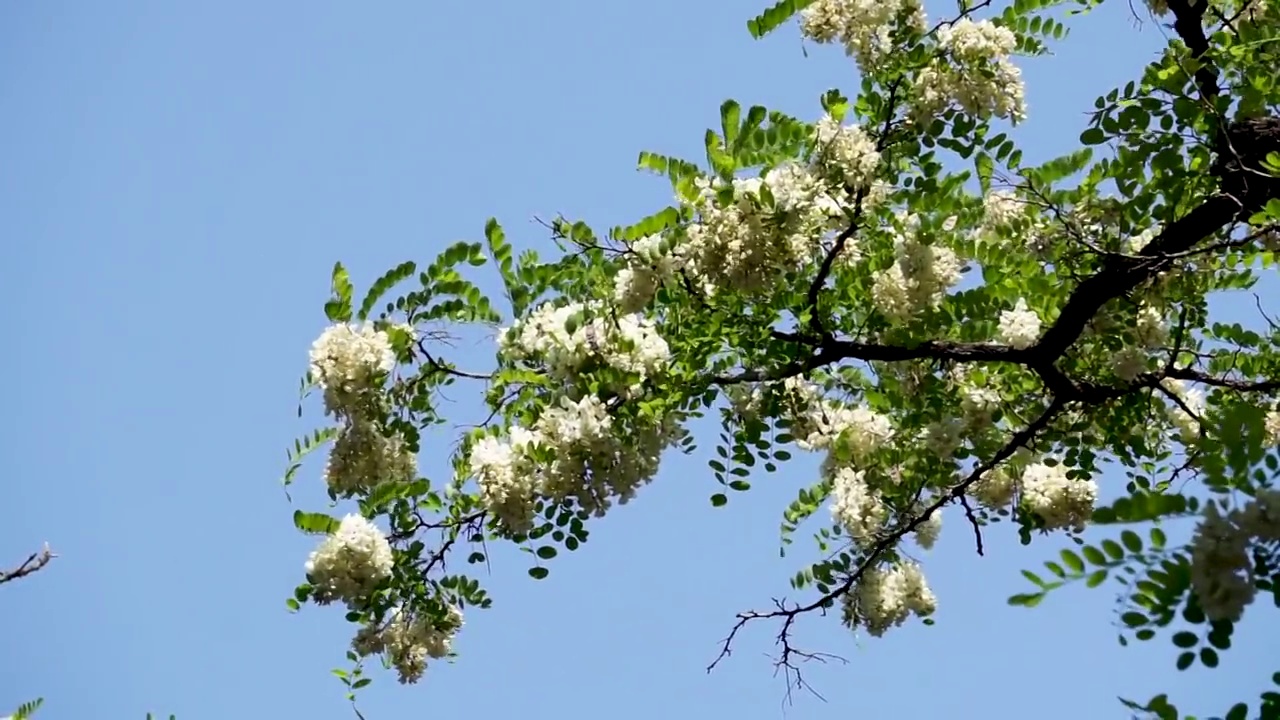 春天槐树槐花视频素材