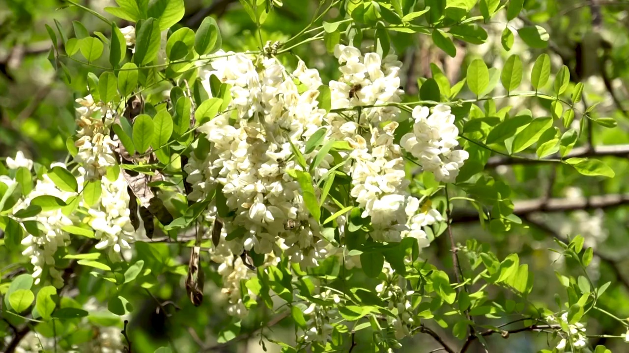 春天槐树槐花视频素材