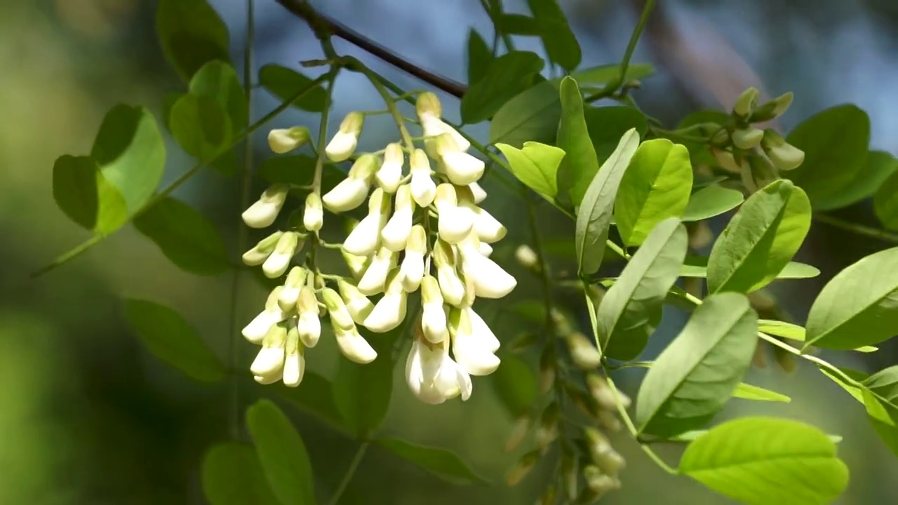 春天槐树槐花视频素材