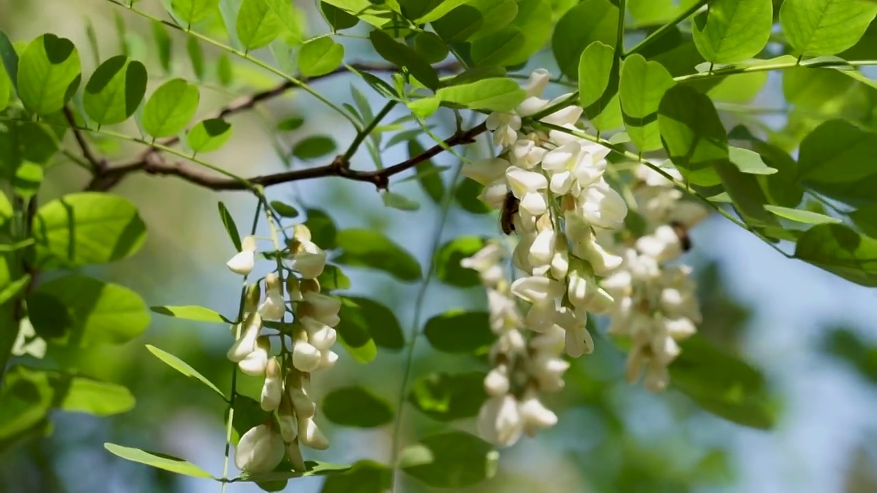 春天槐树槐花视频素材