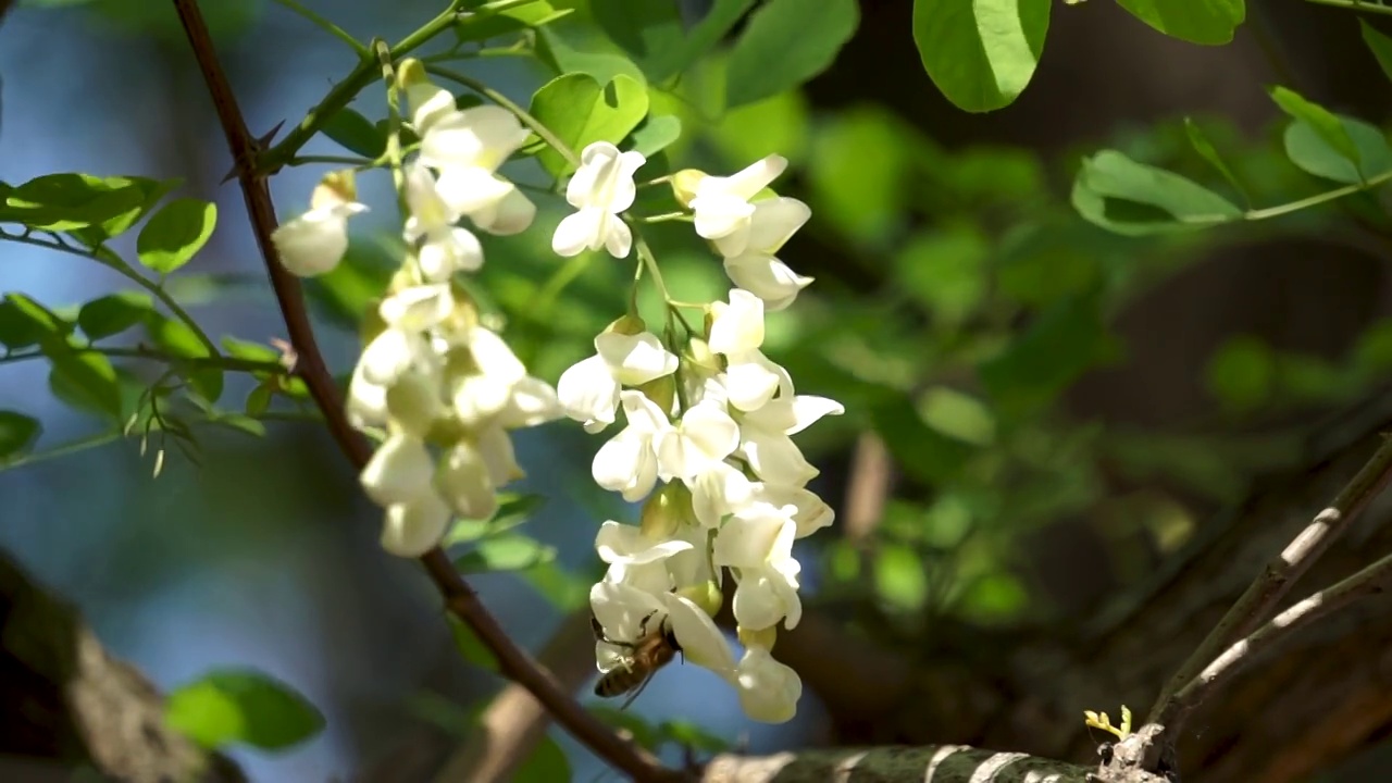 春天槐树槐花视频素材