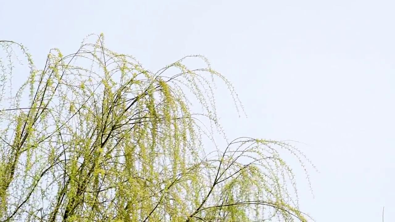 春天发芽的柳树视频素材画面1