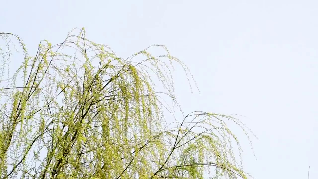 春天发芽的柳树视频素材画面2
