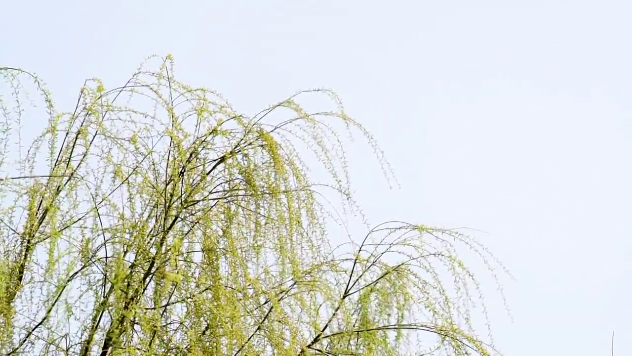 春天发芽的柳树视频素材画面3