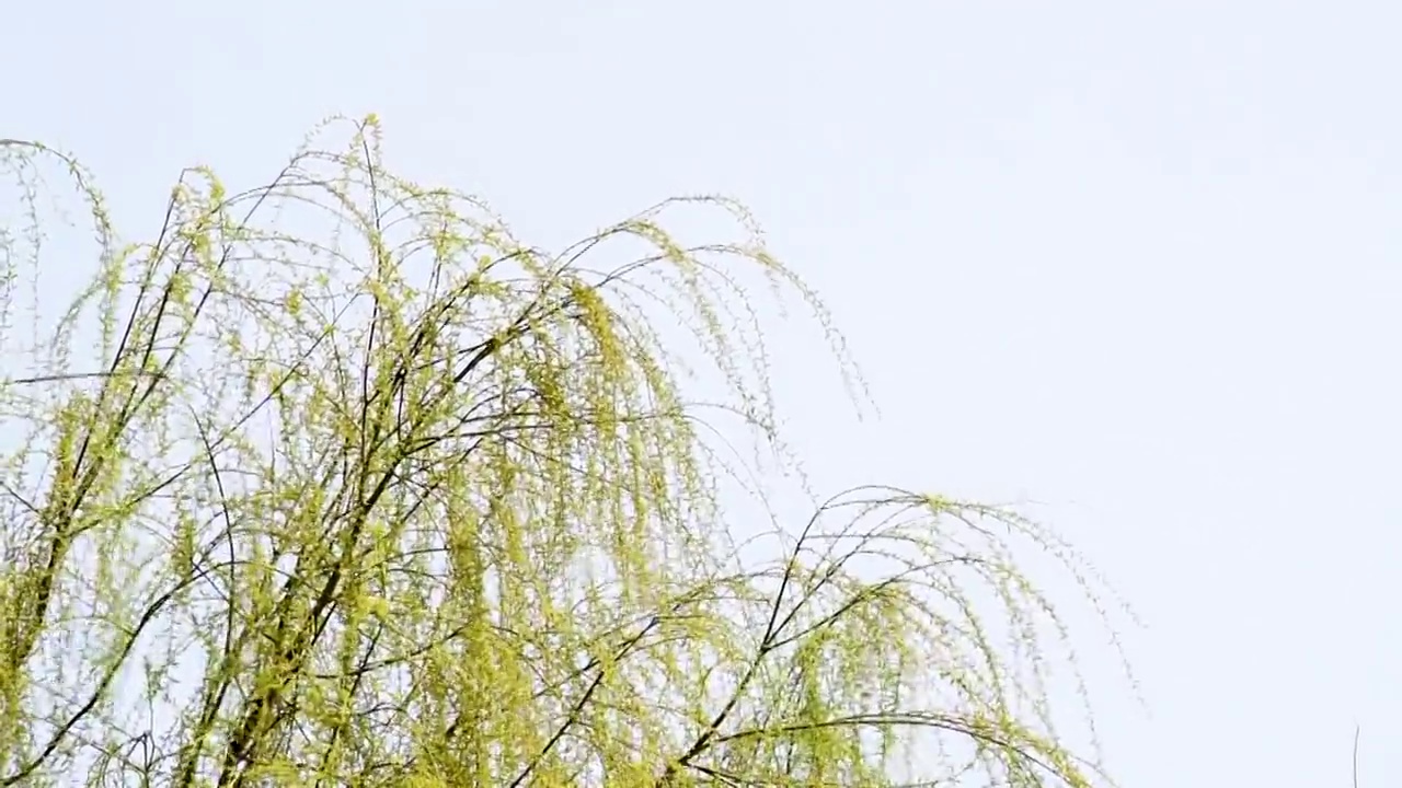 春天发芽的柳树视频素材画面4