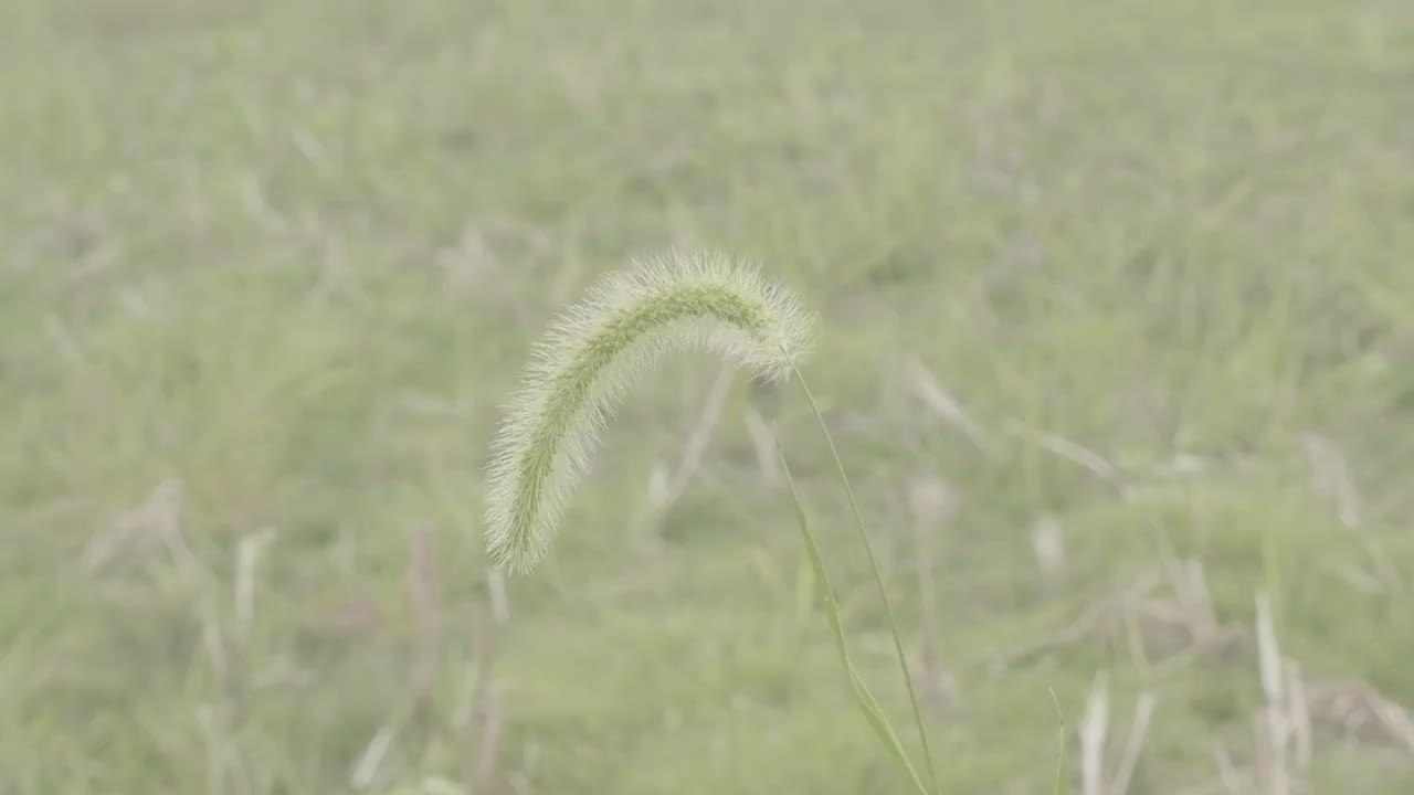 户外的狗尾草特写视频素材