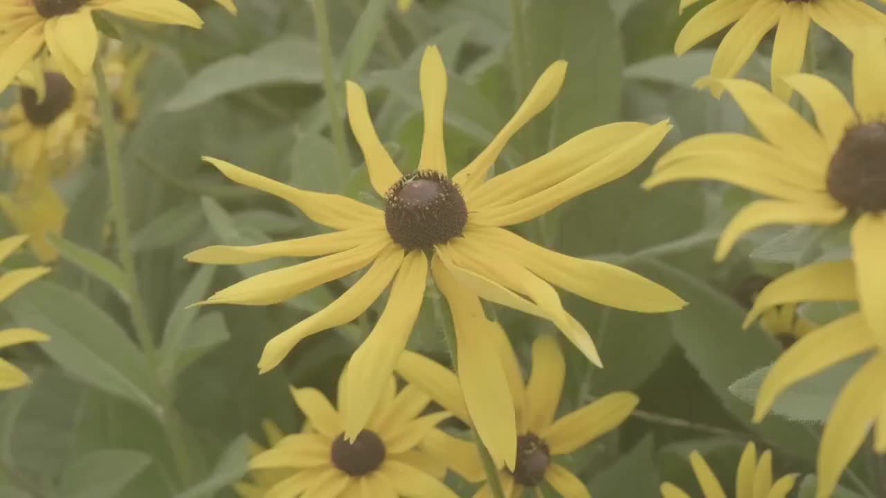 绽放的松果菊视频素材