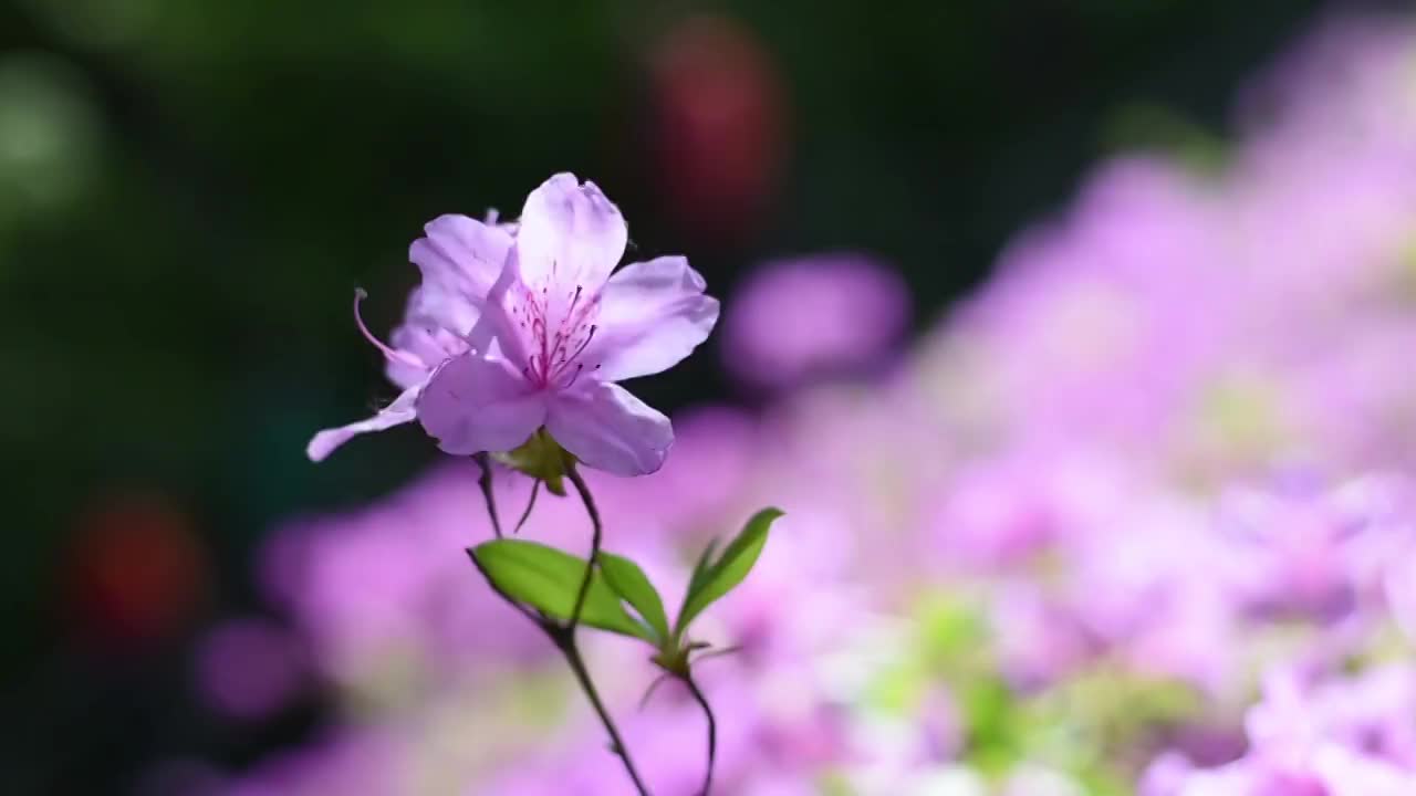 逆光中的映山红杜鹃花视频素材