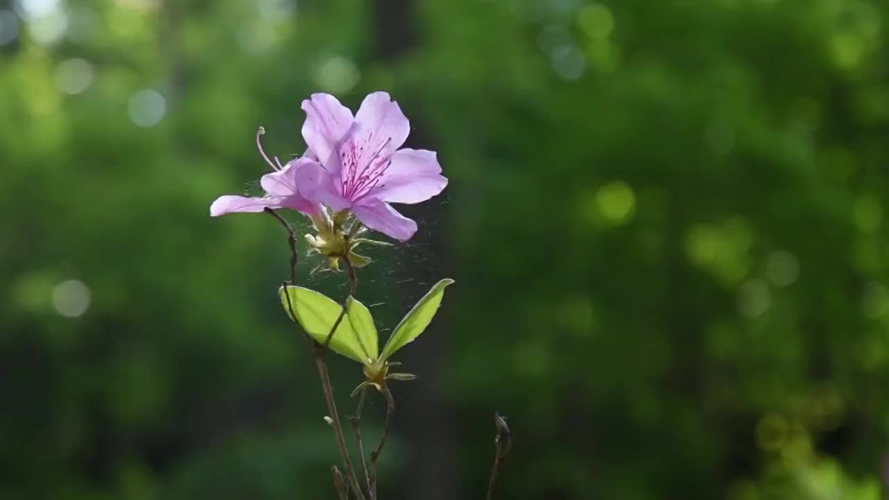 粉色的映山红杜鹃花视频素材