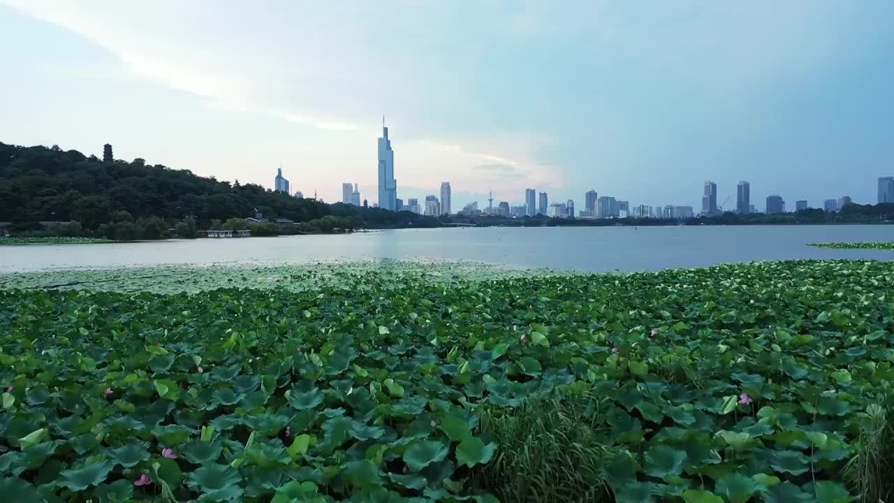 夏季南京玄武湖公园盛开的枝繁叶茂的荷花，荷叶视频素材