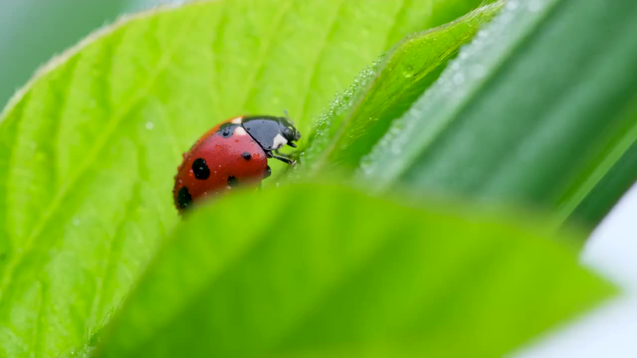 昆虫视频素材