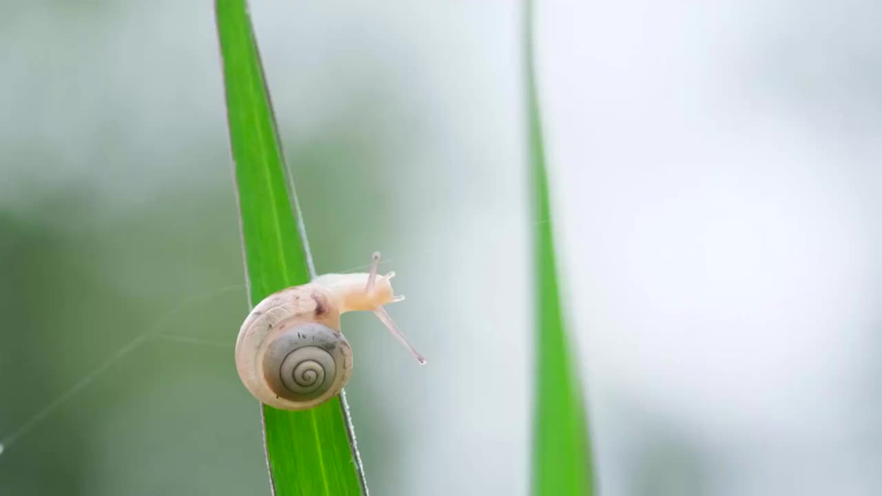 蜗牛视频素材