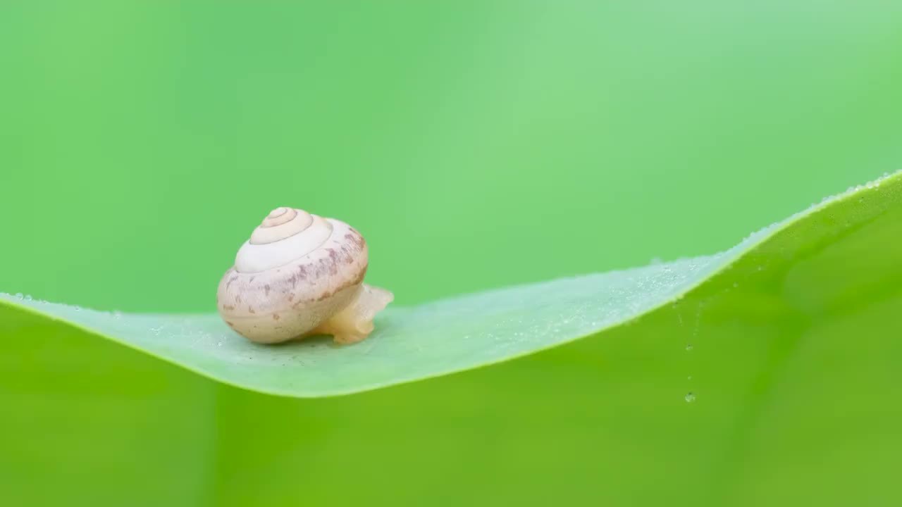 蜗牛视频素材