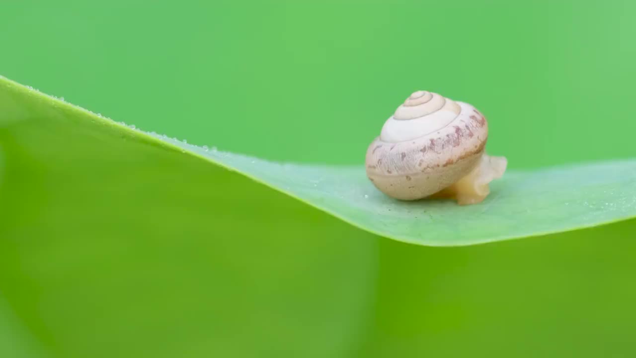 蜗牛视频素材