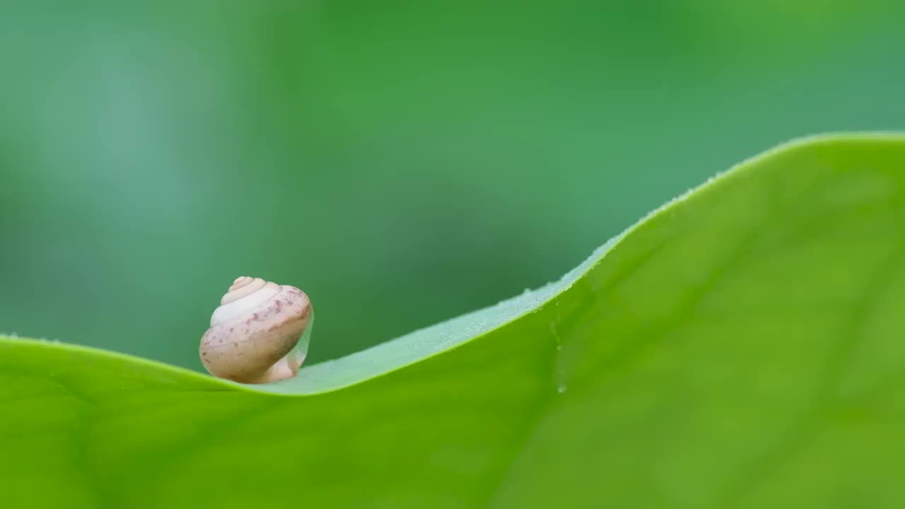 蜗牛视频素材