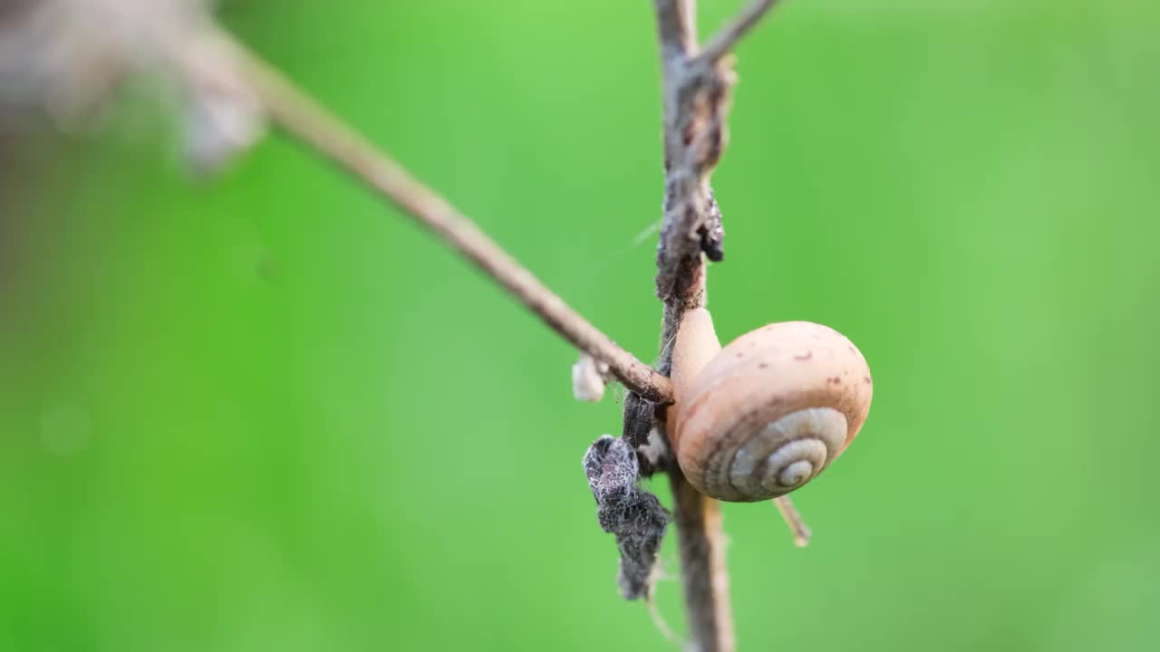 蜗牛视频素材