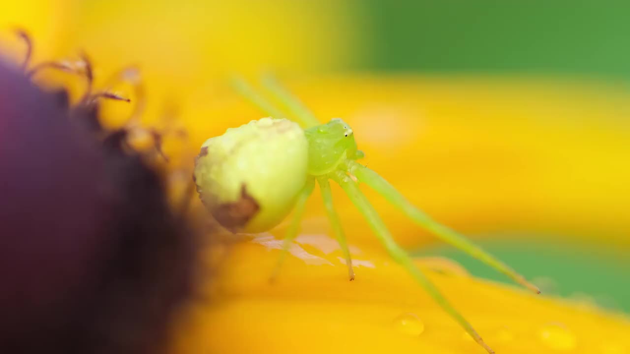 蜘蛛视频素材