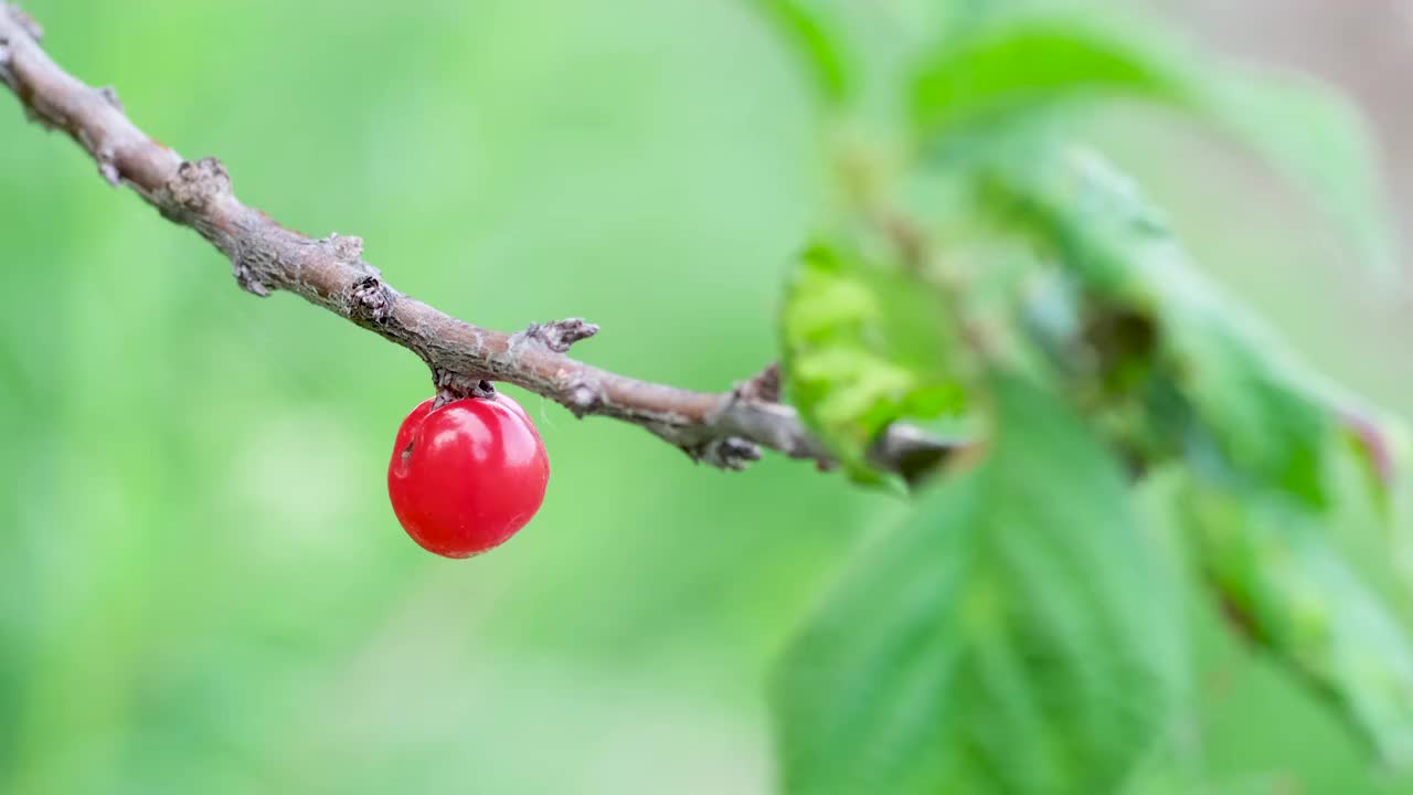 樱桃视频素材