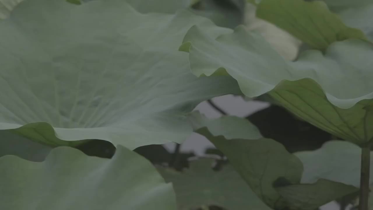 荷花池莲叶攒动视频素材