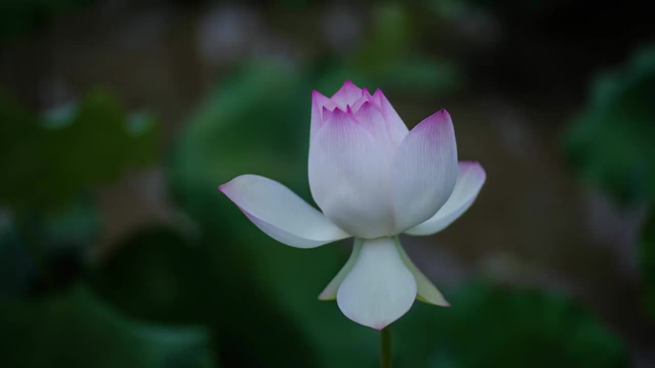 荷花开花过程（4K延时01）视频素材