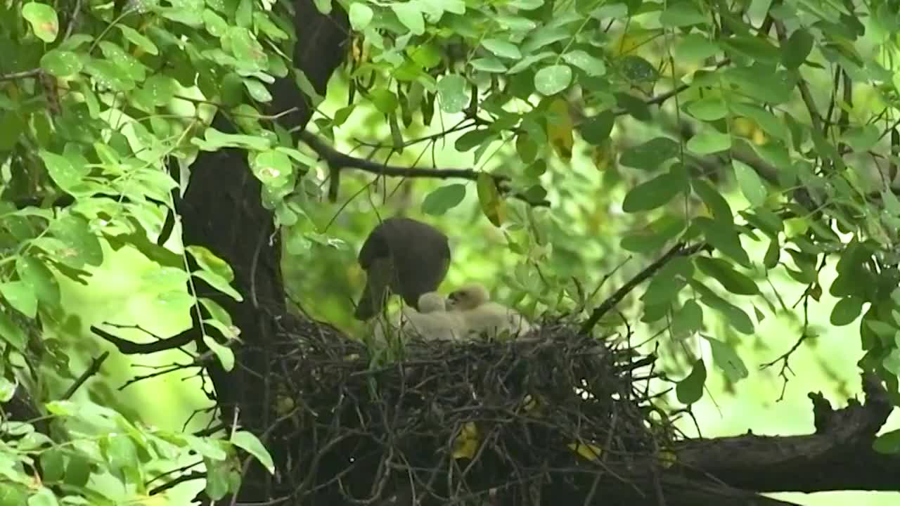 松雀鹰育雏视频素材