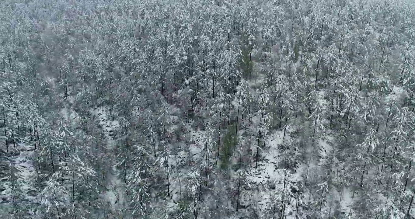 航拍大兴安岭春季极端天气降雪山林雾凇视频素材