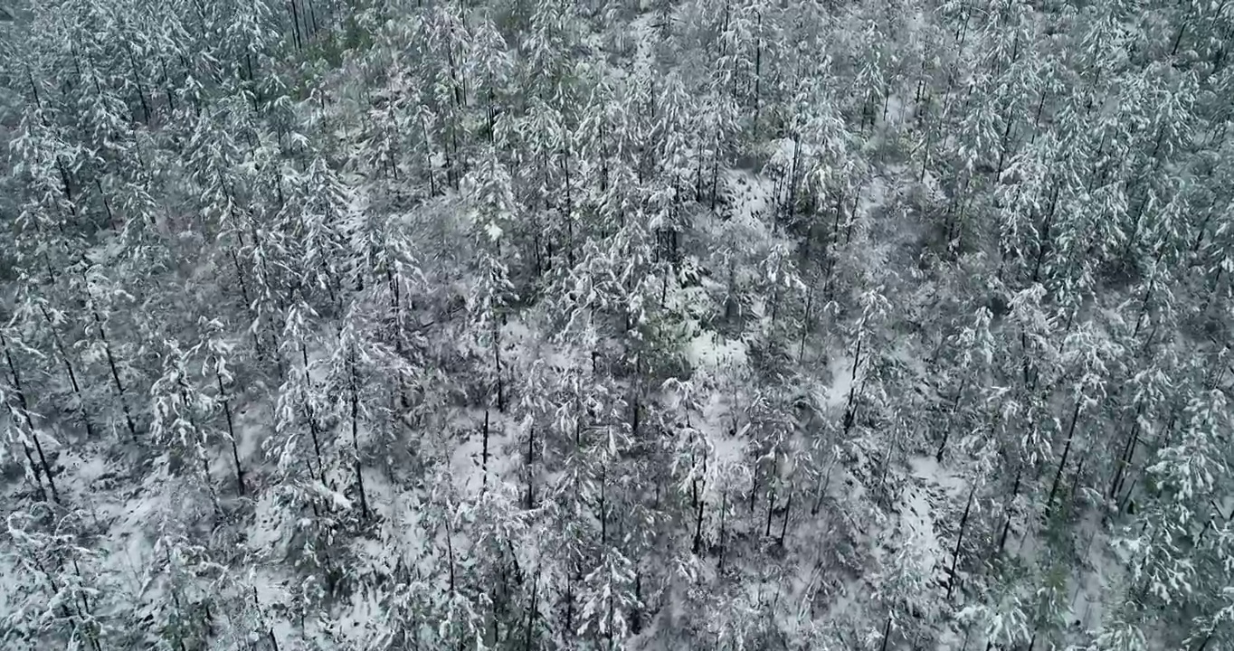 航拍大兴安岭春季极端天气降雪山林雾凇视频素材